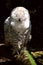 Female Snowy Owl