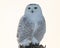 Female Snowy Owl