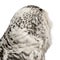 Female Snowy Owl, Bubo scandiacus, 1 year old