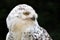 Female snowy owl close up