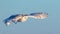 Female Snowy Owl in Flight