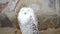 Female snowy owl turns her head