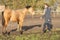 Female socializes a 6 month old foal in the pasture. She wears outdoor clothing in the winter