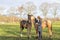 Female socializes a 6 month old foal in the pasture. She wears outdoor clothing in the winter. The horses are brushed and cared