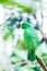 Female Solomon Island Eclectus green Parrot