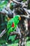 Female Solomon Island Eclectus green Parrot