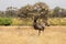 Female Somali ostrich, Struthio camelus molybdophanes, in northern Kenya landscape with acacia tree and bird nests in background