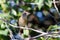 female of Sooretama Slaty-Antshrike (Thamnophilus ambiguus) perched among the branches.