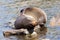 Female South American Fur Seal resting