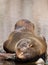 Female South American Fur Seal resting
