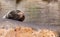 Female South American Fur Seal resting