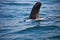 Female , South American sea lion Otaria byronia the Ballestas Islands - Peru