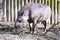 Female South American tapir, Tapirus terrestris,