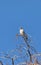 Female Southeastern American kestrel Falco sparverius paulus perches on a tree