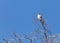 Female Southeastern American kestrel Falco sparverius paulus perches on a tree