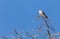 Female Southeastern American kestrel Falco sparverius paulus perches on a tree