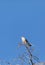 Female Southeastern American kestrel Falco sparverius paulus perches on a tree