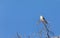 Female Southeastern American kestrel Falco sparverius paulus perches on a tree