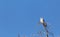 Female Southeastern American kestrel Falco sparverius paulus perches on a tree