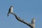 Female Southeastern American kestrel Falco sparverius perched