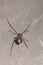 Female southern black widow spider