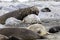 Female Southern Elephant seals and male seals in the background on Fortuna Bay, South Georgia, Antarctica