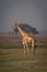 Female southern giraffe stands on grassy plain