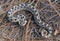 Female Southern hognose snake heterodon simus on pine needles in central Florida sandhills
