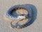 female Southern hognose snake (Heterodon Simus) waking up after playing dead in sandhills of Florida