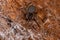 Female Southern House Spider