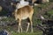 Female Southern lechwe, Kobus