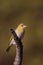 Female Southern Masked-weaver