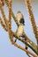 Female Southern Masked Weaver or African Masked Weaver, Ploceus velatus, perched on aloe stem, Western Cae, South Africa