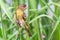 A female southern masked weaver get grass to build a nest