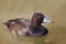 Female Southern Pochard, Netta erythrophthalma, a close view