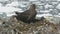 Female southern polar skua that sits near the nest on the Antarctic island