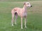 Female Spanish Galgo dog