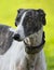 Female spanish greyhound dog