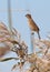 A female spanish Sparrow on a twig