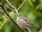 Female sparrow