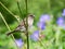 Female Sparrow with food for its chicks