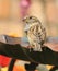 Female sparrow sat on bird bath