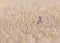 Female sparrow standing in a wheat field