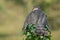 Female sparrowhawk from behind profile
