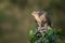 Female sparrowhawk with bullfinch as prey