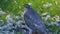 Female Sparrowhawk with feral pigeon prey in Uk urban house garden.