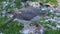 Female Sparrowhawk with feral pigeon prey in Uk urban house garden.