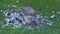 Female Sparrowhawk with feral pigeon prey in Uk urban house garden.