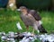 Female Sparrowhawk with kill. The sparrowhawk, is a small bird of prey in the family Accipitridae.