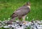 Female Sparrowhawk with kill. The sparrowhawk, is a small bird of prey in the family Accipitridae.